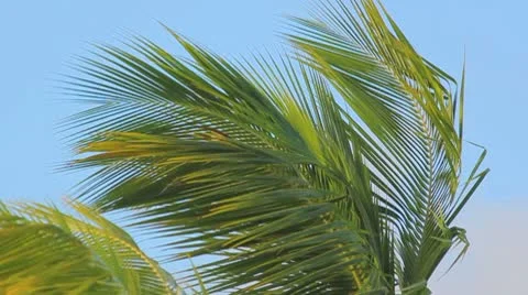 Palm tree on the blue sky Stock Footage 8921396
