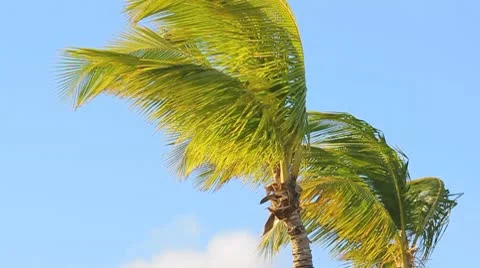 Palm tree on the blue sky Video stock 8921512