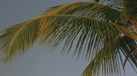 Palm tree on the blue sky Video stock 8921660