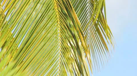 Palm tree on the blue sky Stock Footage 8925685