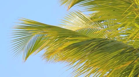 Palm tree on the blue sky Video stock 8926136