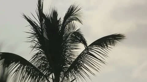 Palm tree on the blue sky Stock Footage 8926205