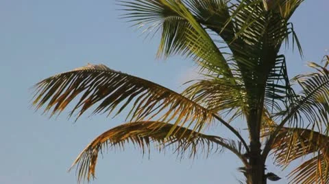 Palm tree on the blue sky Video stock 8926270