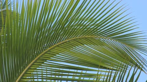 Palm tree on the blue sky Video stock 8926916