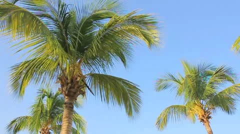 Palm tree on the blue sky Video stock 8929384