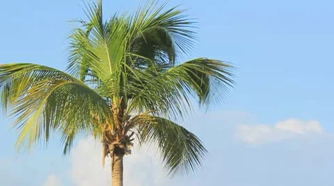 Palm tree on the blue sky Video stock 8931336