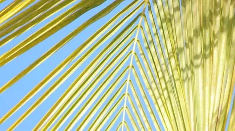 Palm tree on the blue sky Stock Footage 8931579