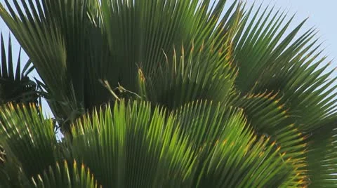 Palm tree on the blue sky Stock Footage 8931708