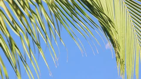 Palm tree on the blue sky Stock Footage 8931806
