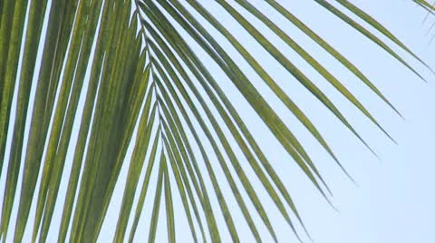 Palm tree on the blue sky Stock Footage 8935131