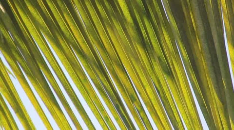 Palm tree on the blue sky Stock Footage 8939118