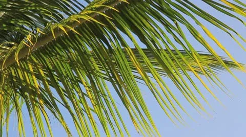 Palm tree on the blue sky Stock Footage 8948226