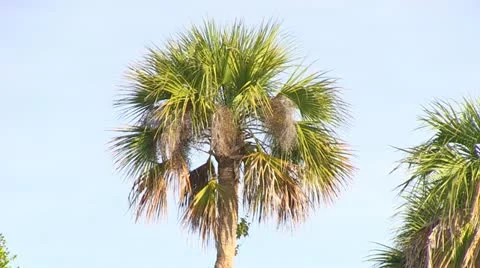 Palm Tree &amp; Blue Sky Stock-Footage 18062442