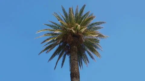 Palm tree on a blue sky Video stock 52245601
