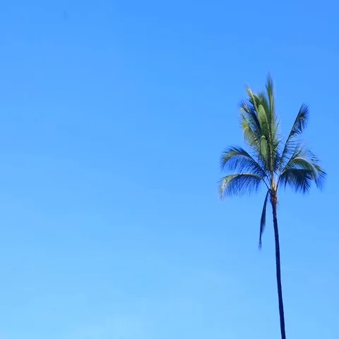 Palm Tree with Blue Sky. Stock Footage 69463763