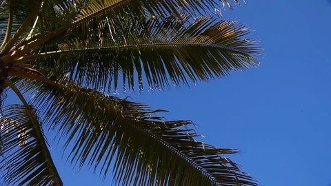 Palm Tree with blue sky. Stock Footage 79681329