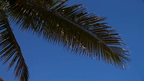 Palm Tree with blue sky Stock-Footage 79681348