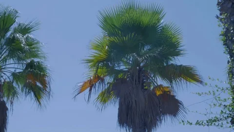 Palm tree on blue sky Stock Footage 82199218