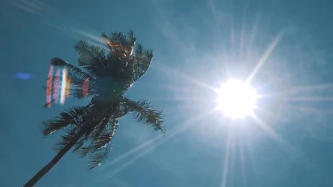 Palm tree on blue sky 動画素材 85185657