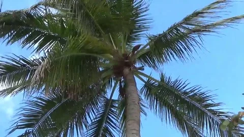 Palm tree blue sky Stock Footage 138898819