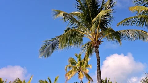 Palm tree with blue sky 스톡 동영상 315339680