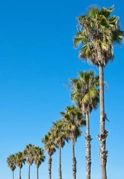 Palm tree blue sky frame Foto stock