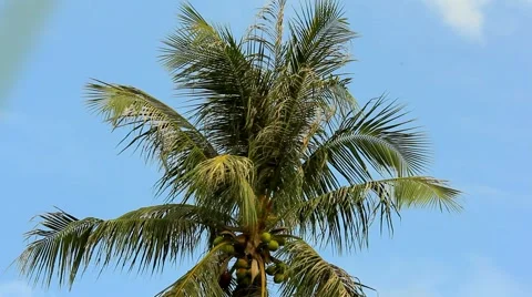 Palm Tree in the Blue sky. HD. 1920x1080 Stock Footage 43461292