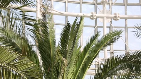 Palm tree on blue sky, palm tree in the garden Vídeo Stock 310079921