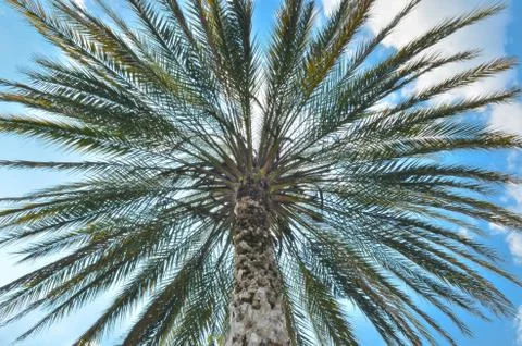 Palm tree with blue sky Stock-Fotos
