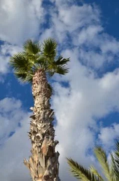 Palm tree at blue sky Stock Photos