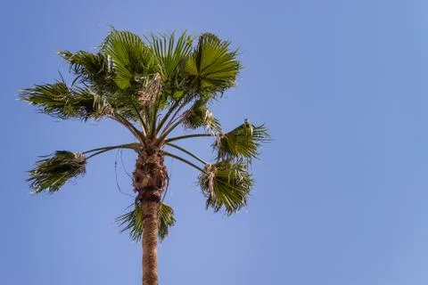 Palm Tree on Blue Sky Stock Photos