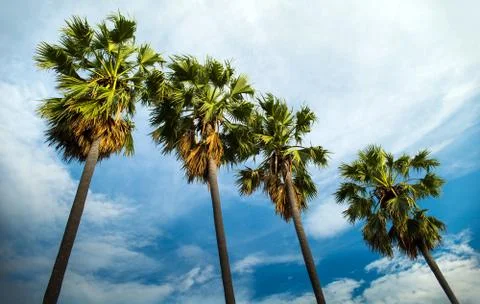 Palm tree with blue sky Stock Photos