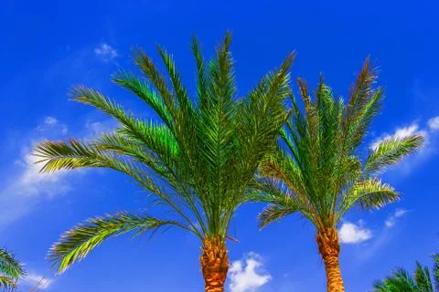Palm tree on blue sky Stock Photos