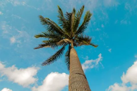 Palm Tree Up in the Blue Sky Stock Photos
