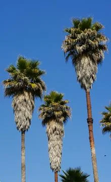 Palm tree - Blue sky Foto stock
