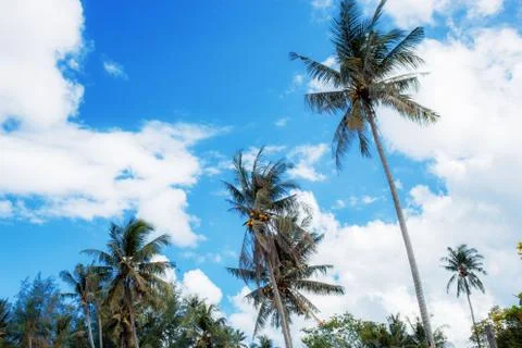 Palm tree at blue sky. Foto stock