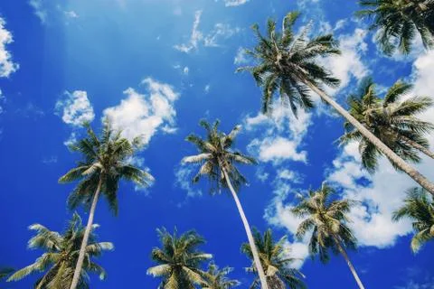 Palm tree at blue sky. Stock Photos