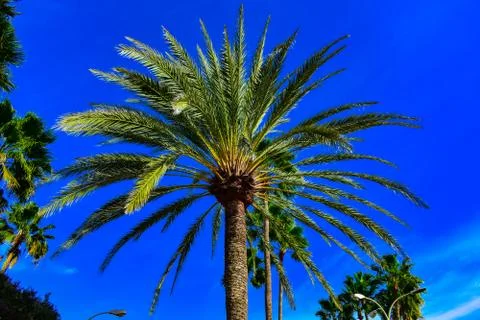 PALM TREE ON A BLUE SKY Stock Photos