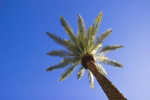 Palm tree in a blue sky Stock Photos