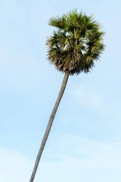 Palm tree on blue sky Stock Photos
