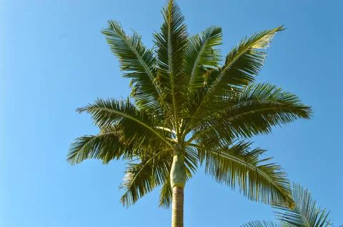 Palm tree with blue sky Stock Photos