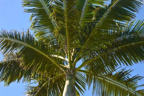 Palm tree with blue sky Stock Photos