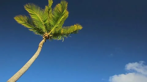 Palm tree on the blue sky timelapse Stock Footage 8920804