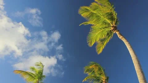 Palm tree on the blue sky timelapse Stock Footage 8921187