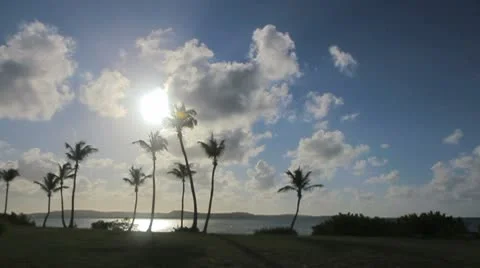 Palm tree on the blue sky timelapse Stock Footage 8926480