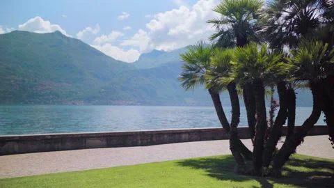 Palm tree with blurry view on Lake Como with mountains Stock Footage 277029349