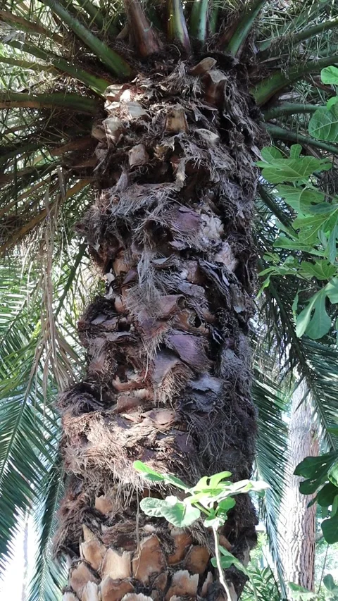 Palm tree body and leaves Stock Footage 280223397