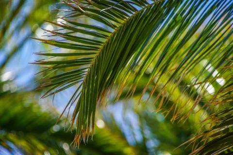 Palm tree from the bottom up with blue sky summer Stock Photos