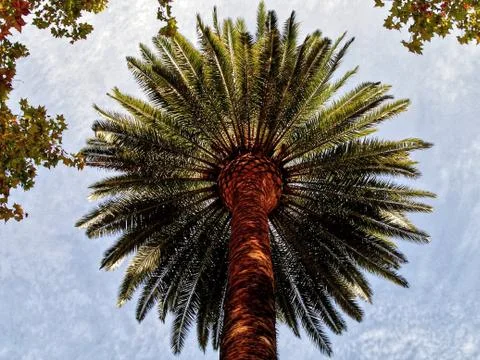 Palm Tree from the Bottom Perspective Looking into Sky Stock Photos