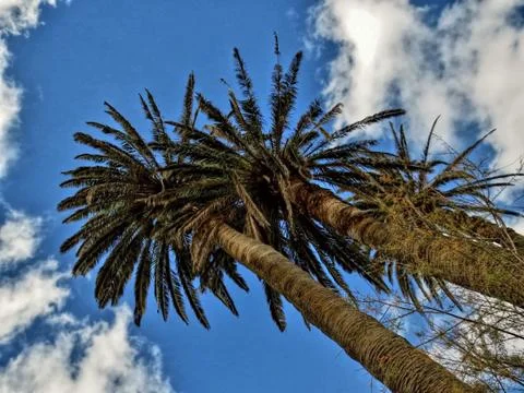 Palm Tree from the Bottom Perspective Looking into Sky Stock Photos